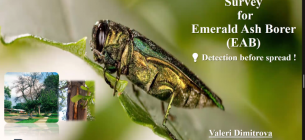 Україна та ЄС посилюють співпрацю у боротьбі зі смарагдовою ясеневою златкою