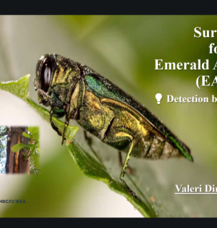 Україна та ЄС посилюють співпрацю у боротьбі зі смарагдовою ясеневою златкою
