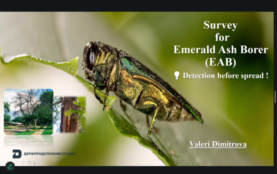 Україна та ЄС посилюють співпрацю у боротьбі зі смарагдовою ясеневою златкою
