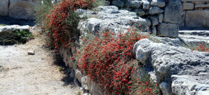 Афганистан — новый глобальный центр метамфетамина: Талибан использует эфедру