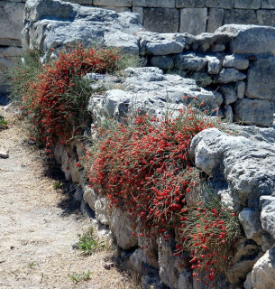 Афганистан — новый глобальный центр метамфетамина: Талибан использует эфедру
