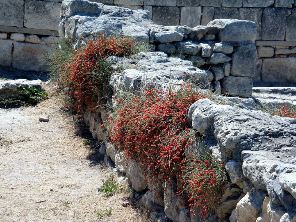 Афганистан — новый глобальный центр метамфетамина: Талибан использует эфедру