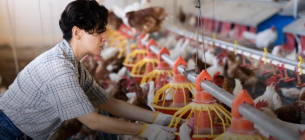 Уряд погодив грант для птахокомплексу з Харкова