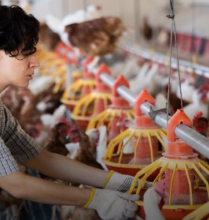 Уряд погодив грант для птахокомплексу з Харкова