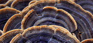 Грибковое покрытие против пластика: мицелий Траметес обеспечивает 100% водонепроницаемость на бумаге и тканях