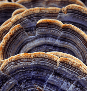 Грибкове покриття проти пластику: міцелій Траметес забезпечує 100% водонепроникність на папері та тканинах