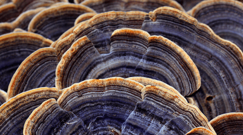 Грибкове покриття проти пластику: міцелій Траметес забезпечує 100% водонепроникність на папері та тканинах