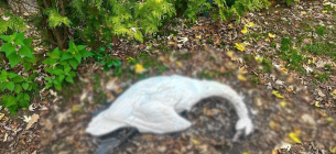 В Закарпатье отравили трех лебедей, которые были символом поселка. Фото: Парки и скверы Буштинского поселкового совета/Facebook