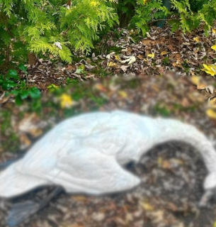 В Закарпатье отравили трех лебедей, которые были символом поселка. Фото: Парки и скверы Буштинского поселкового совета/Facebook