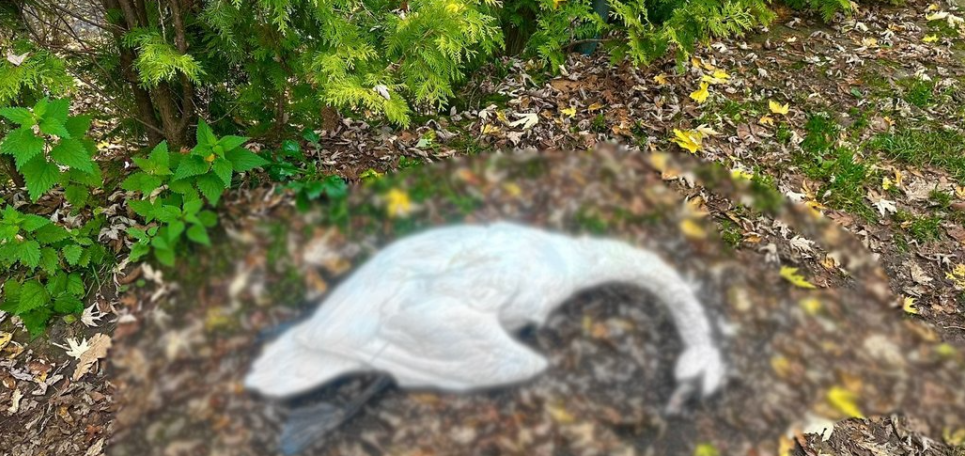 У Буштинському парку на Закарпатті отруїли трьох лебедів: винних практично встановлено. Фото: Парки і Сквери Буштинської селищної ради/Facebook