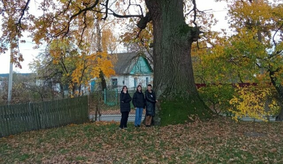 Голосування за "Дерево року": два дуби з Хмельниччини