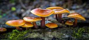 Фламуліна (зимовий опеньок)