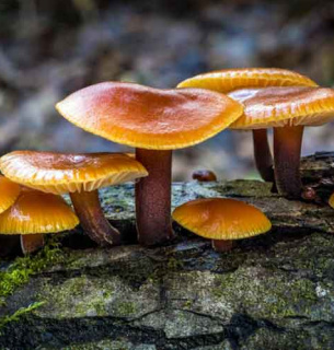 Фламуліна (зимовий опеньок)