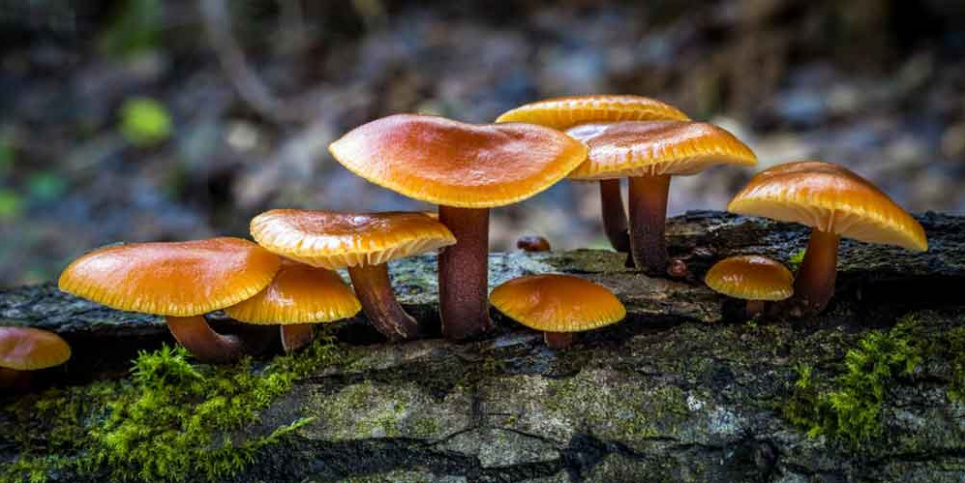 Фламуліна (зимовий опеньок)