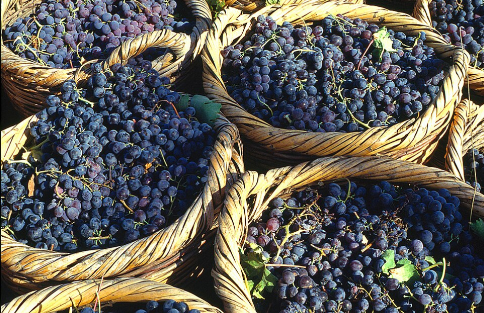 Международный день Маратефтико - International Maratheftiko Day