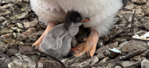 Первісток поблизу «Вернадського»: раннє народження пінгвінят як доказ потепління