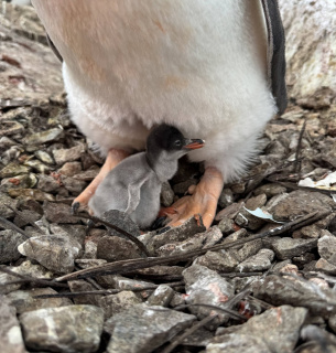 Первісток поблизу «Вернадського»: раннє народження пінгвінят як доказ потепління