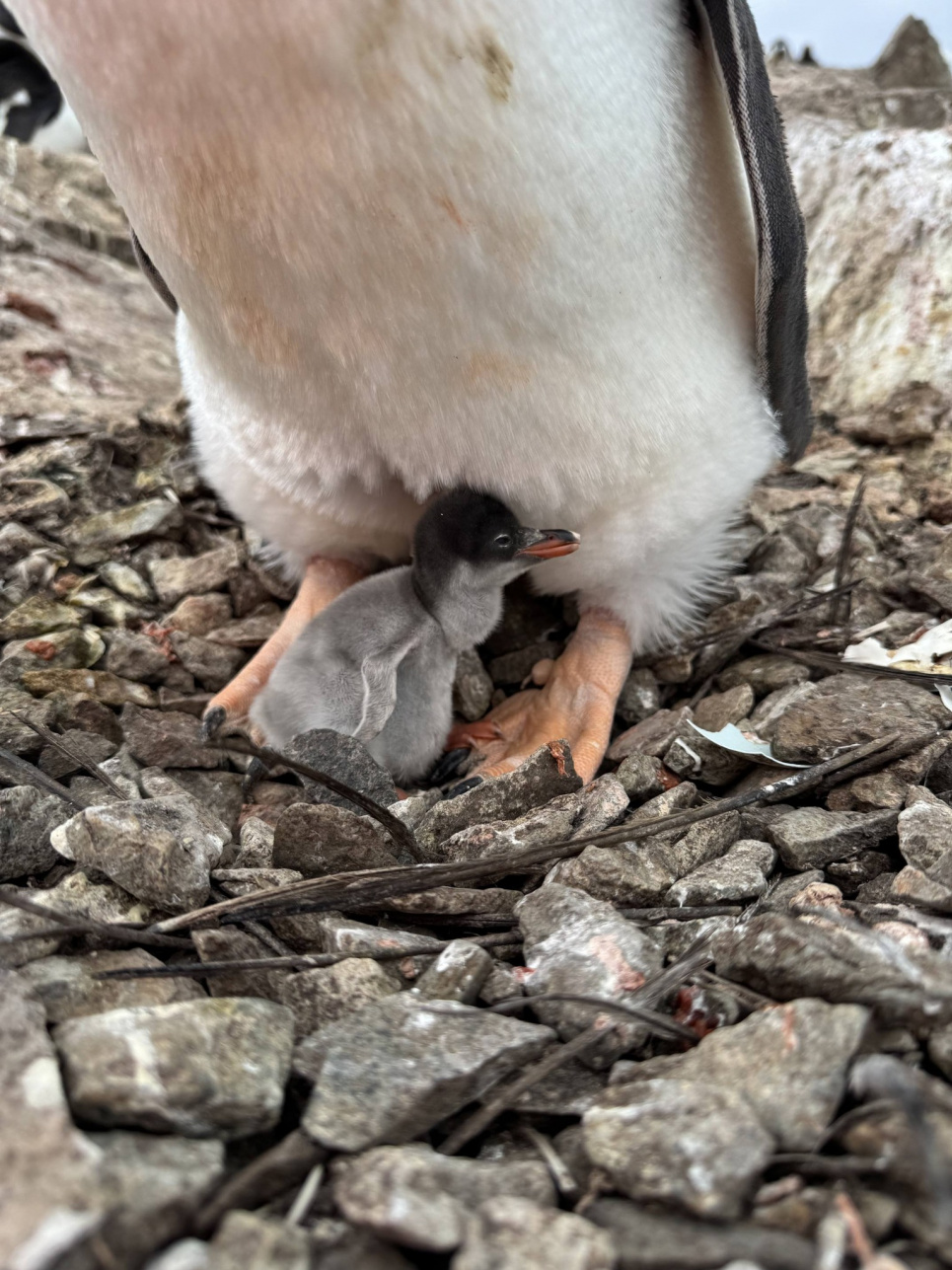 Первісток поблизу «Вернадського»: раннє народження пінгвінят як доказ потепління