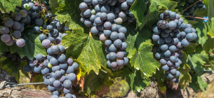 Виноград каберне фран