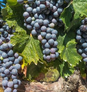 Виноград каберне фран