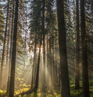 Фото: Bogomaz Conservation photography _ WWF-Ukraine