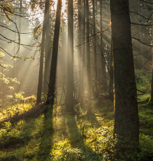 Фото: Bogomaz Conservation photography _ WWF-Ukraine