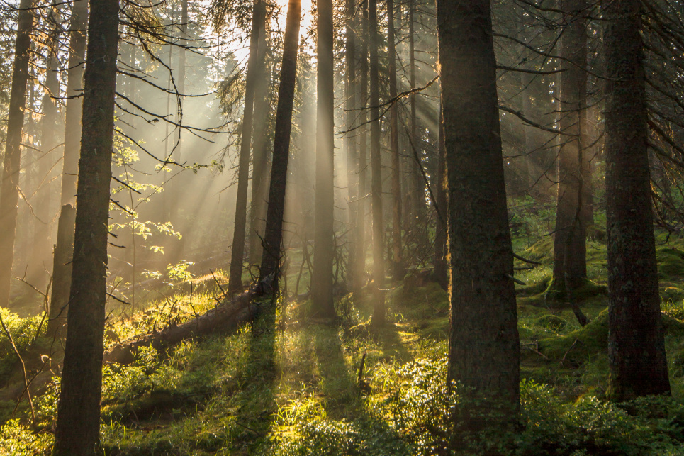 Фото: Bogomaz Conservation photography _ WWF-Ukraine