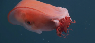 Редкий семирукий осьминог снова зафиксирован в морских глубинах 