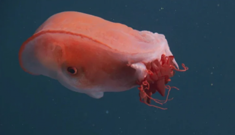 Редкий семирукий осьминог снова зафиксирован в морских глубинах 