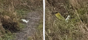 Зміни клімату: Горностай без снігу став жертвою хижаків