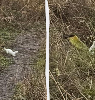 Зміни клімату: Горностай без снігу став жертвою хижаків