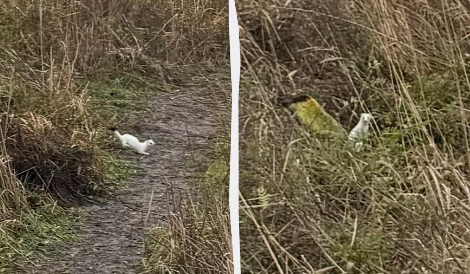 Зміни клімату: Горностай без снігу став жертвою хижаків