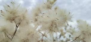 Зимний «Хлопок» Тузловских лиманов: красота солончаковой астры (ФОТО)