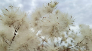 Зимова "Бавовна" Тузлівських лиманів: краса солончакової айстри 