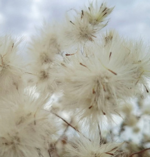 Зимова "Бавовна" Тузлівських лиманів: краса солончакової айстри 