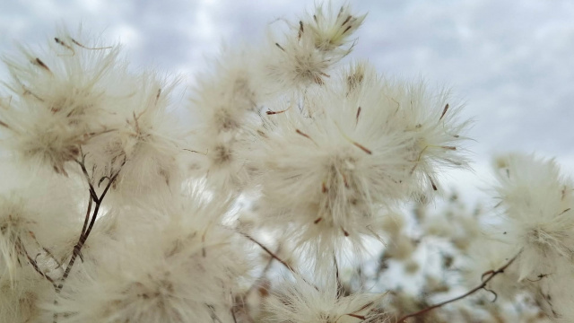 Зимова "Бавовна" Тузлівських лиманів: краса солончакової айстри 