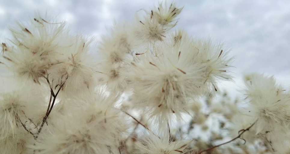 Зимова "Бавовна" Тузлівських лиманів: краса солончакової айстри 