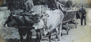 Чумацькі шляхи Одещини: відродження історичних маршрутів