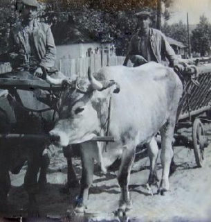 Чумацькі шляхи Одещини: відродження історичних маршрутів