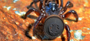 Циклокосмія — неймовірний павук-люк із плоским «черевом-диском»