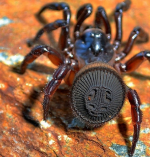 Циклокосмія — неймовірний павук-люк із плоским «черевом-диском»