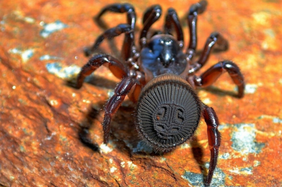 Циклокосмія — неймовірний павук-люк із плоским «черевом-диском»