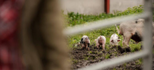 Як позбутися запаху аміаку в хліві швидко та без хімії 