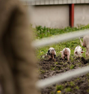 Як позбутися запаху аміаку в хліві швидко та без хімії 