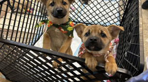 Хвостики чекають на свою люблячу родину