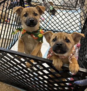 Хвостики чекають на свою люблячу родину