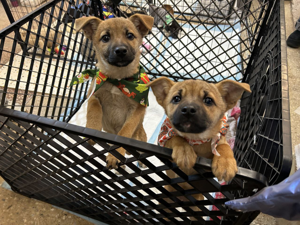 Хвостики чекають на свою люблячу родину