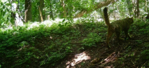 Лісовий кіт у фотопастці в Холодному Яру. 