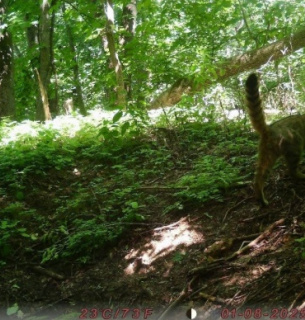 У Холодному Яру зафіксували рідкісного лісового кота