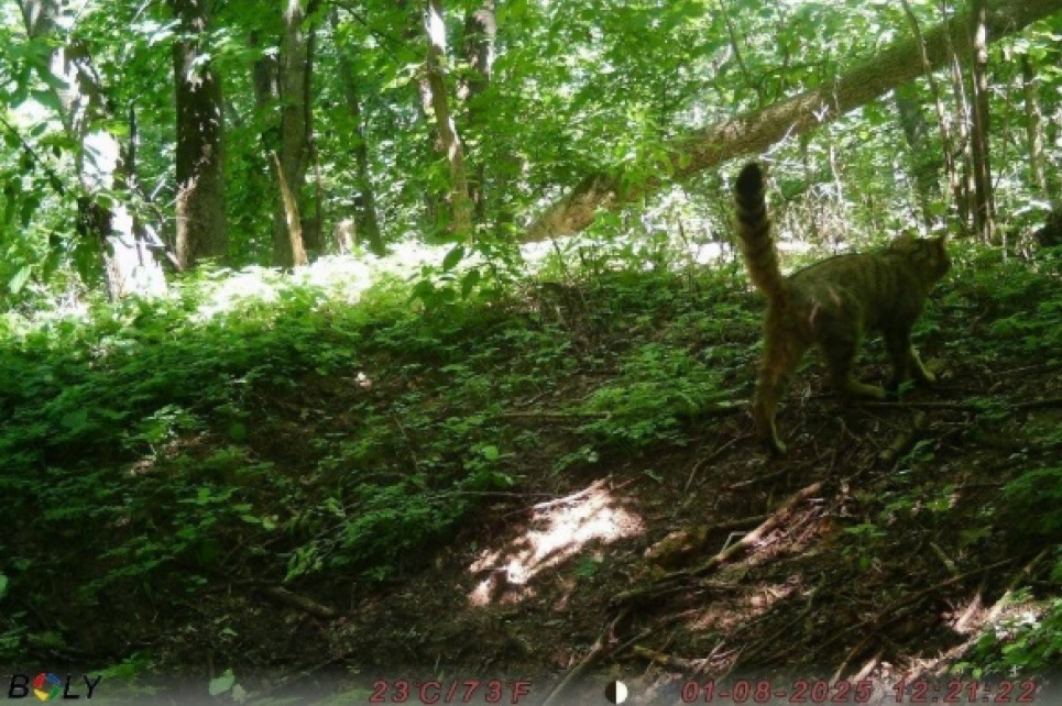 Лісовий кіт у фотопастці в Холодному Яру. 
